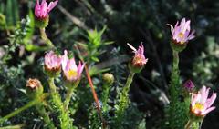 Polyarrhena reflexa reflexa