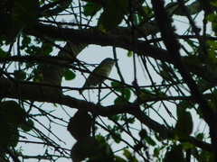 Vireo griseus