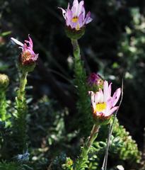 Polyarrhena reflexa reflexa