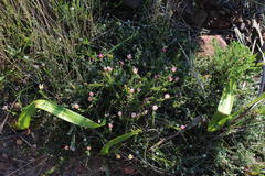 Polyarrhena reflexa reflexa