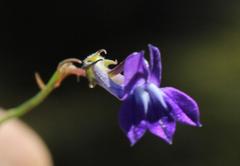 Lobelia linearis
