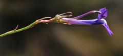 Lobelia linearis