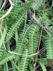 Blechnum penna-marina