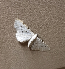 Eupithecia cretaceata