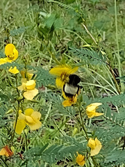 Bombus pensylvanicus image