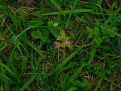 Sabatia campestris