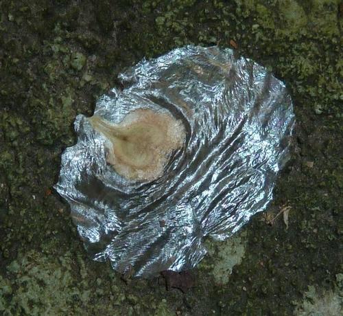 Spathodea campanulata