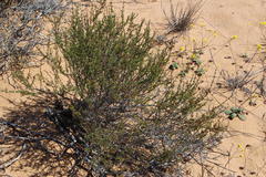 Nenax arenicola
