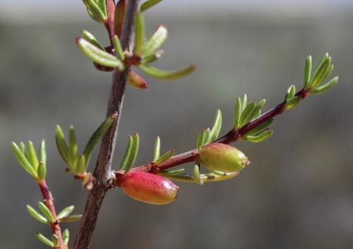Sandveld Daggapit (Nenax arenicola)