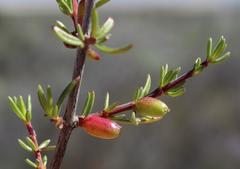 Nenax arenicola