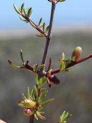 Nenax arenicola