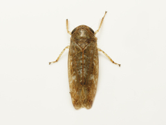 Allygidius atomarius