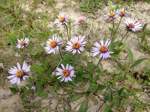 Siberian Aster