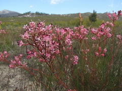 Serruria meisneriana