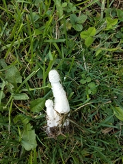 Leucocoprinus cretaceus