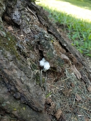 Leucocoprinus cretaceus