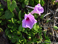 Ipomoea ficifolia