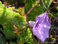 Ipomoea ficifolia