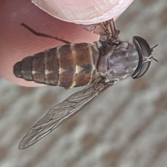Tabanus catenatus