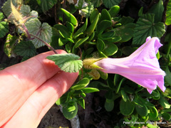 Ipomoea ficifolia