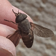 Tabanus catenatus