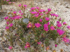 Lampranthus densifolius