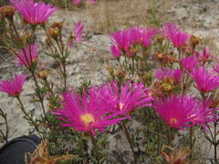 Lampranthus densifolius