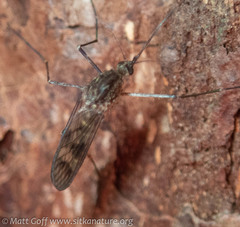 Culiseta incidens