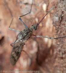 Culiseta incidens