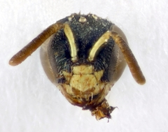 Nomioides facilis