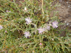 Juncea