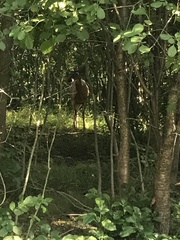 Odocoileus virginianus