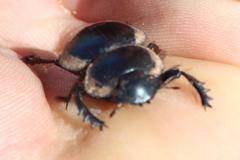 Pachysoma striatum