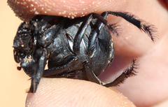 Pachysoma striatum