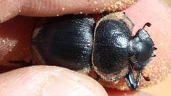 Pachysoma striatum