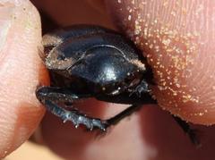 Pachysoma striatum