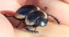 Pachysoma striatum