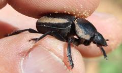 Pachysoma striatum