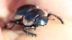 Pachysoma striatum