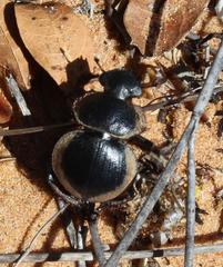 Pachysoma striatum