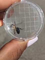 Melissodes desponsus