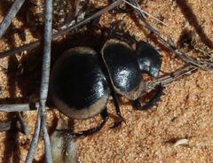Pachysoma striatum
