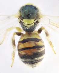 Nomioides facilis