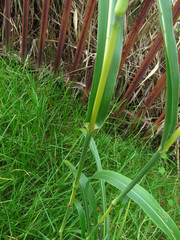 Sorghum halepense