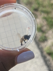 Melissodes desponsus