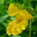 Pale Jewelweed - Photo (c) Jason Hollinger, some rights reserved (CC BY-ND)