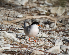 Sterna dougallii