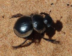 Pachysoma striatum
