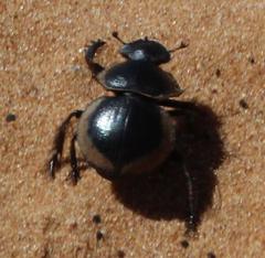 Pachysoma striatum