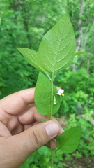 Solanum adscendens